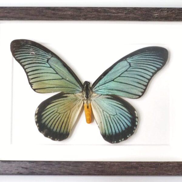 Papilio zalmoxis2