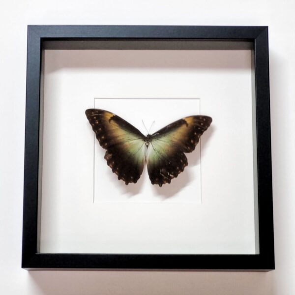 Morpho telemachus