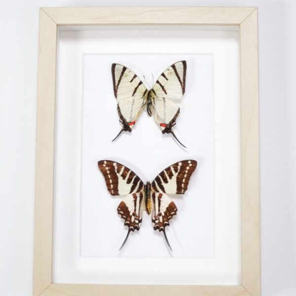 Five-bar swordtail