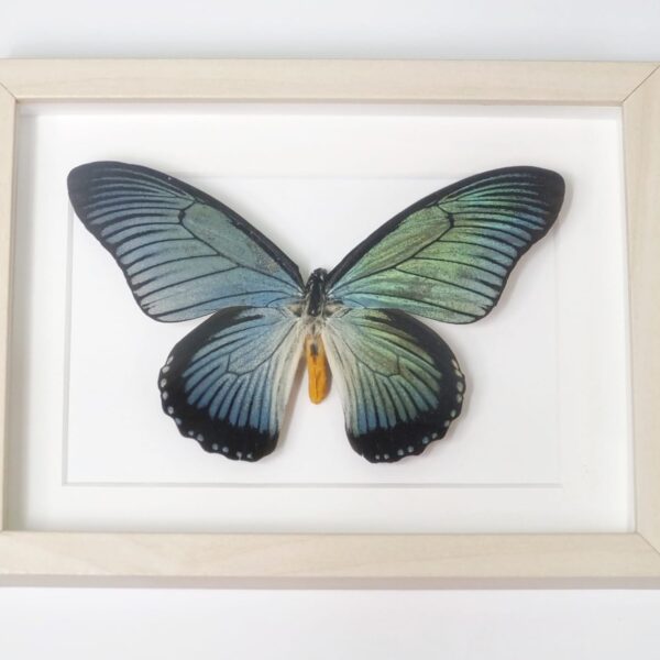 Papilio zalmoxis