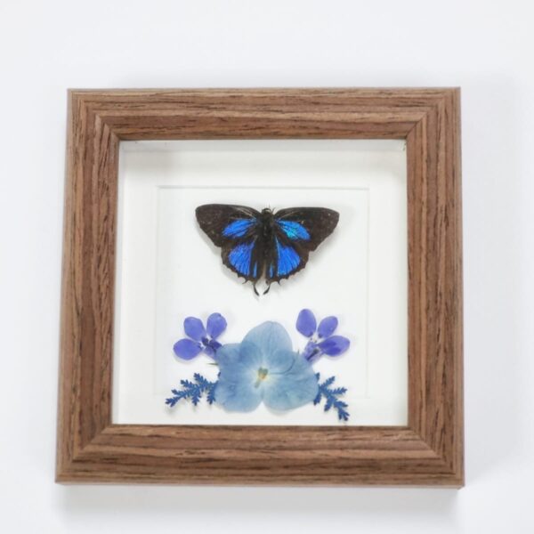 Hairstreak