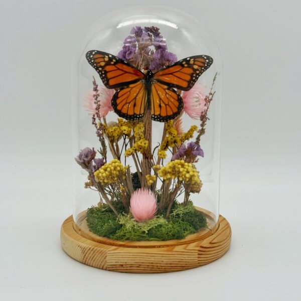 Monarch butterfly