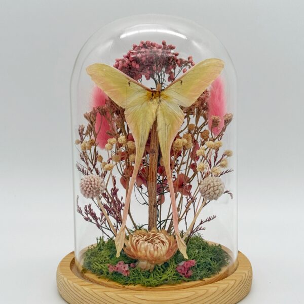 Moon moth