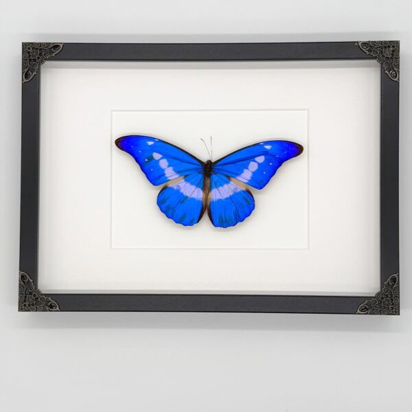 Morpho rhetenor