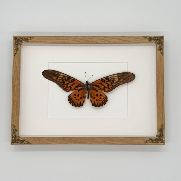 Papilio antimachus