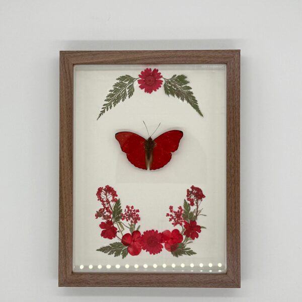 Red butterfly