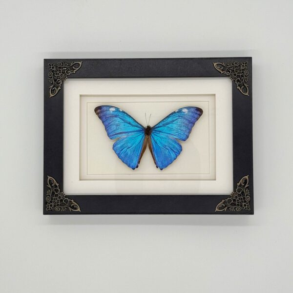 Morpho adonis