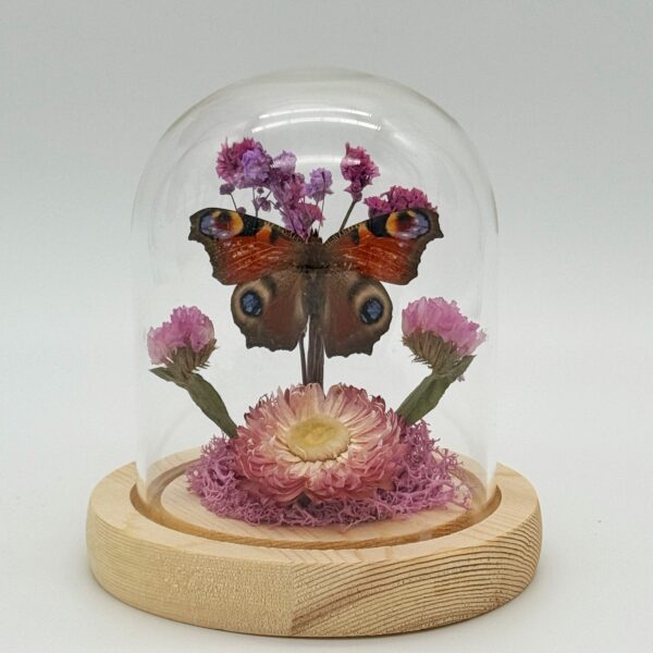 peacock butterfly