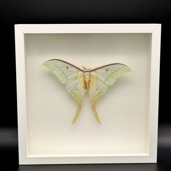 Indian Moon Moth