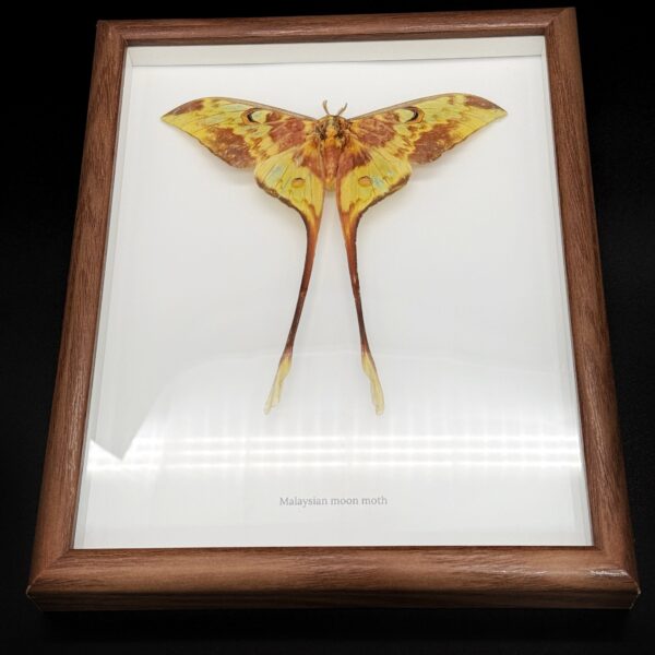 Malaysian moon moth