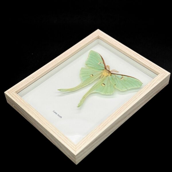 Luna moth