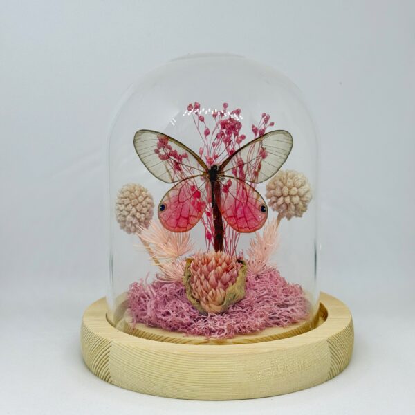 الفراشة الزجاجية