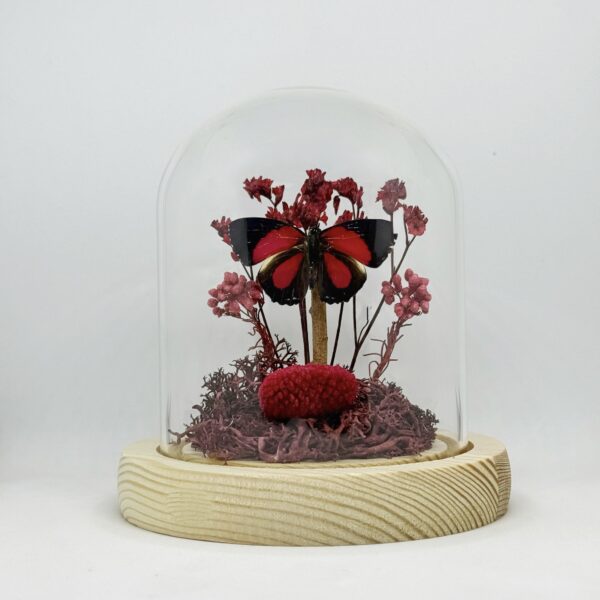 Paulogramma peristera