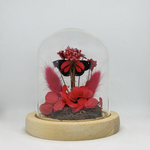 Paulogramma peristera