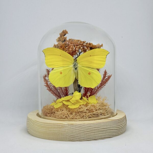 فراشة كليوباترا