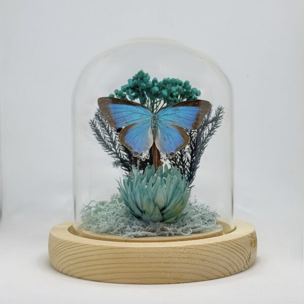 Pseudolycaena marsyas